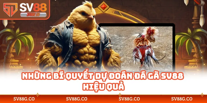 Những bí quyết dự đoán đá gà SV88 hiệu quả